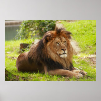 Póster Male Lion