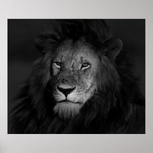 PÓSTER MALE LION