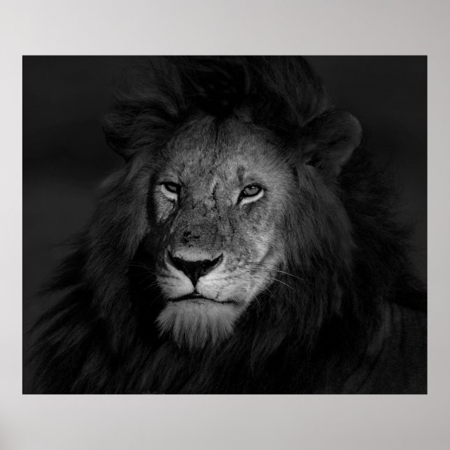 PÓSTER MALE LION (Frente)
