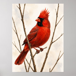 Póster Male Northern Cardinal