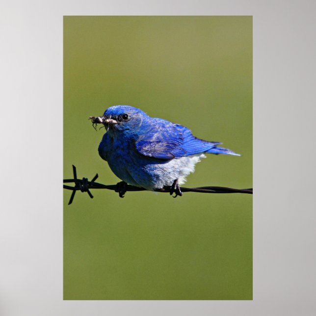 Póster Male Occidental Bluebird con bichos (Frente)