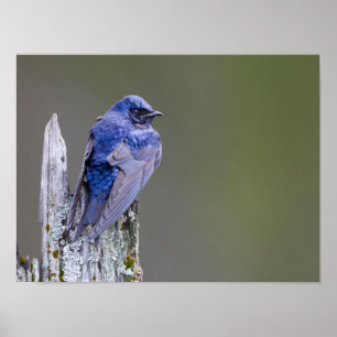 Póster Male Purple Martin nido sobre el lago Sammamish