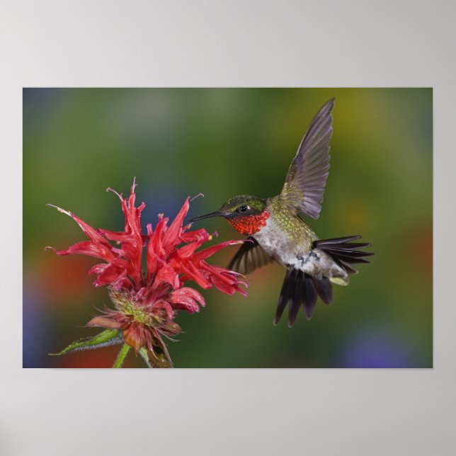 Póster Male Ruby-throated Hummingbird (Frente)
