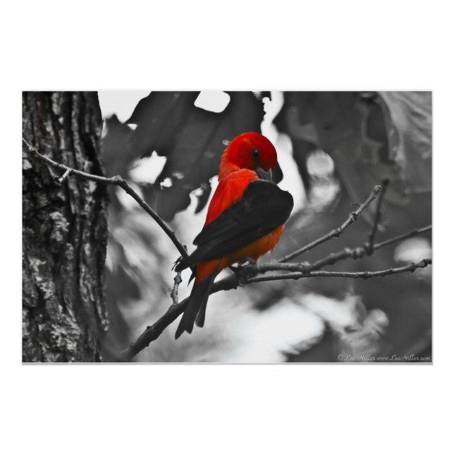 Póster Male Scarlet Tanager (Anverso)