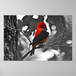 Póster Male Scarlet Tanager