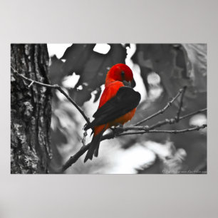 Póster Male Scarlet Tanager