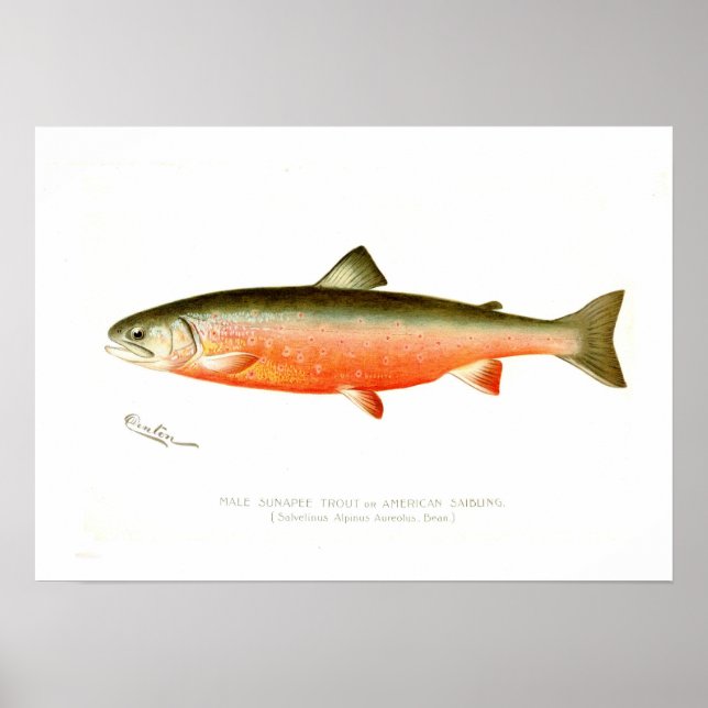 Póster Male Sunapee Trout (Frente)