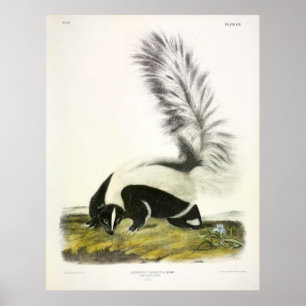 Póster Maleta de cola grande, zorrillo encapuchado, por A