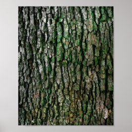 Póster Maletero de árbol (corteza de madera)