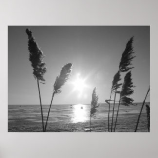 Póster Malezas negras y blancas