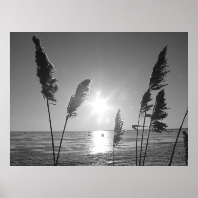 Póster Malezas negras y blancas (Frente)