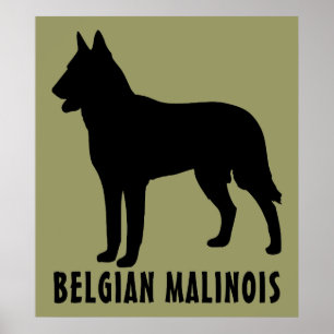 Póster Malinois belga
