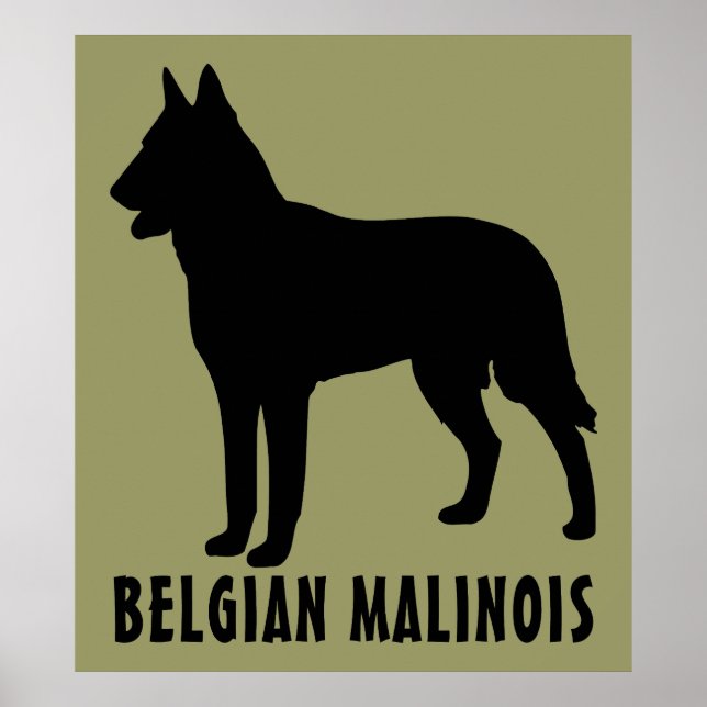 Póster Malinois belga (Frente)