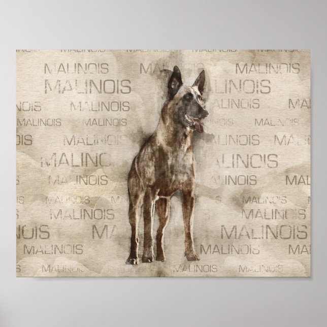 Póster Malinois belga - Mechelaar - Maligator (Frente)