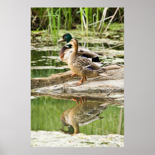 Póster Mallard Couple