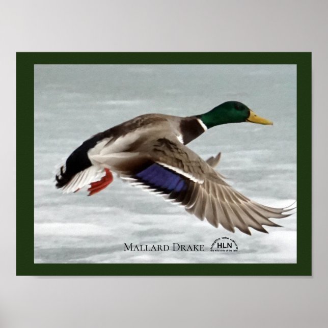 Póster Mallard Drake en vuelo (Frente)