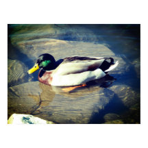 Mallard Duck