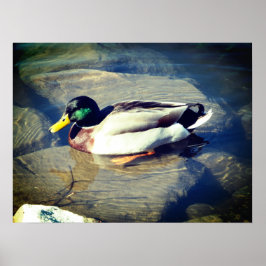 Póster Mallard Duck