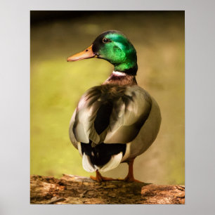 Póster Mallard Duck