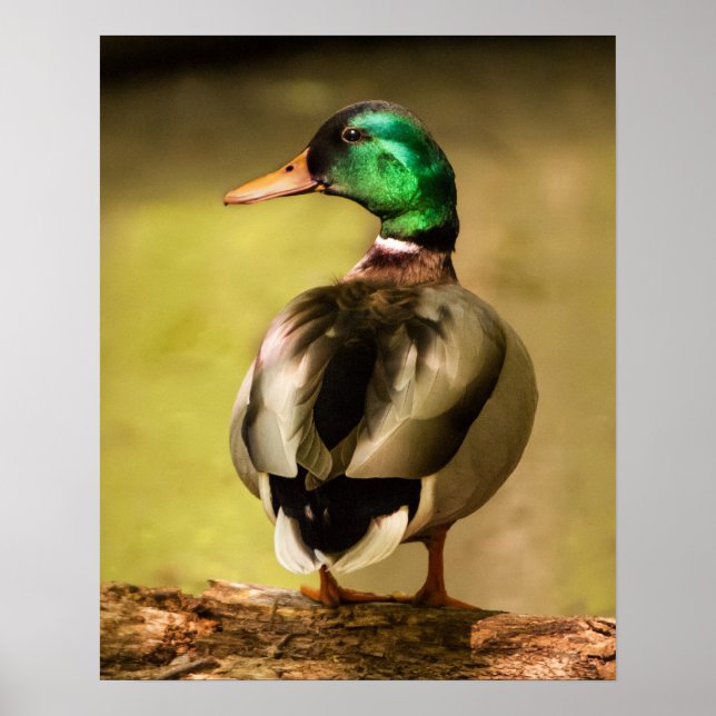 Póster Mallard Duck (Frente)