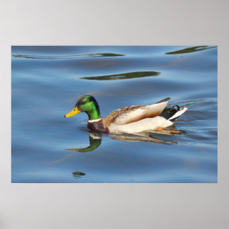 Póster Mallard Duck