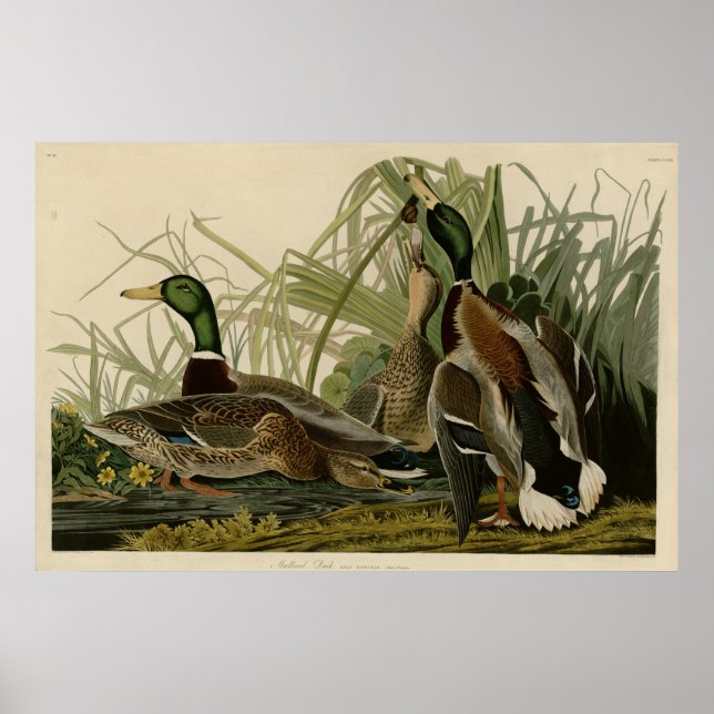 Póster Mallard Duck (Frente)