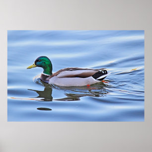 Póster Mallard Duck
