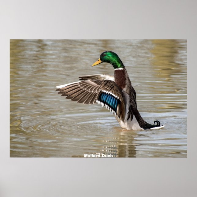 Póster Mallard Duck (Frente)