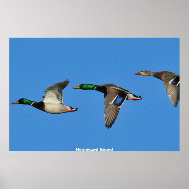 Póster Mallard Duck (Frente)