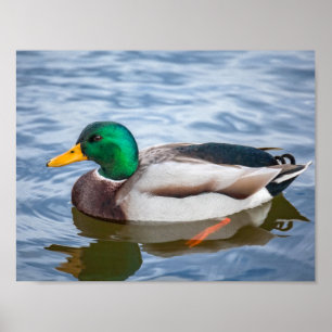 Póster Mallard Duck