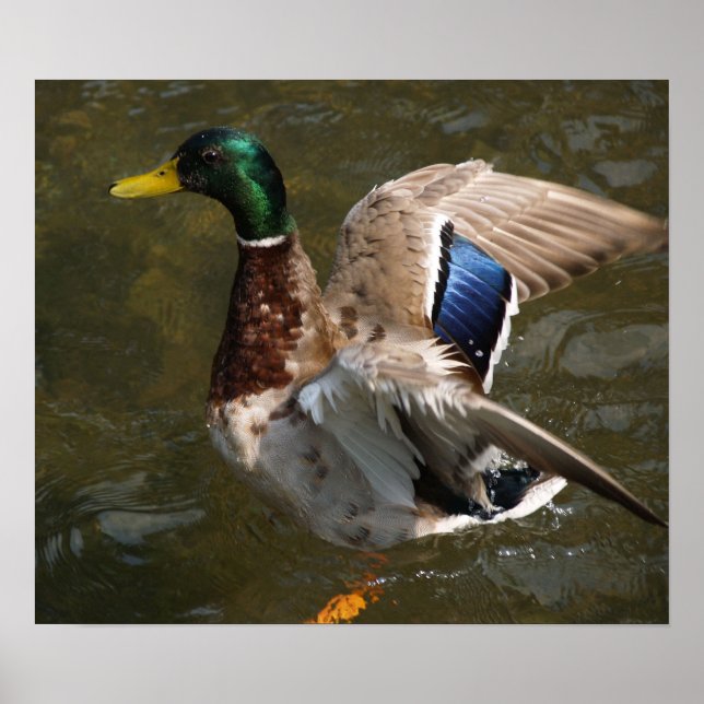 Póster mallard duck a punto de volar Canvas Imprimir (Frente)