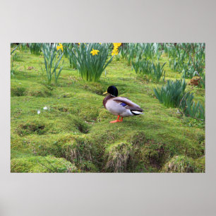 Póster Mallard duck on the bank of a river