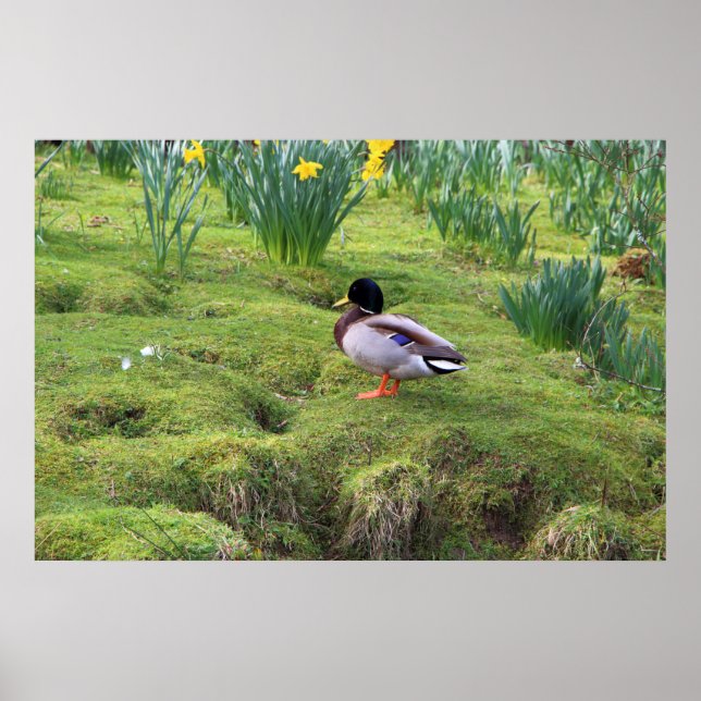 Póster Mallard duck on the bank of a river (Frente)