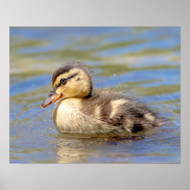 Póster Mallard Duckling (Frente)