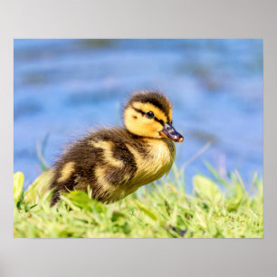 Póster Mallard Duckling