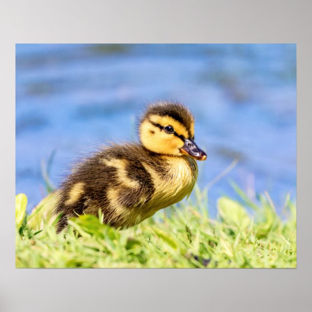 Póster Mallard Duckling (Frente)