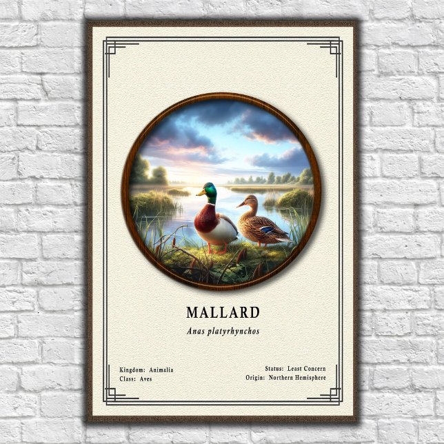Póster Mallard Zoology Series Poster (Subido por el creador)