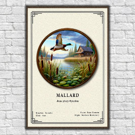 Póster Mallard Zoology Series Poster