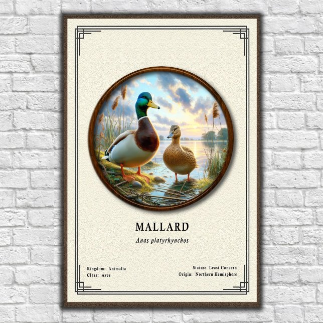 Póster Mallard Zoology Series Poster (Subido por el creador)