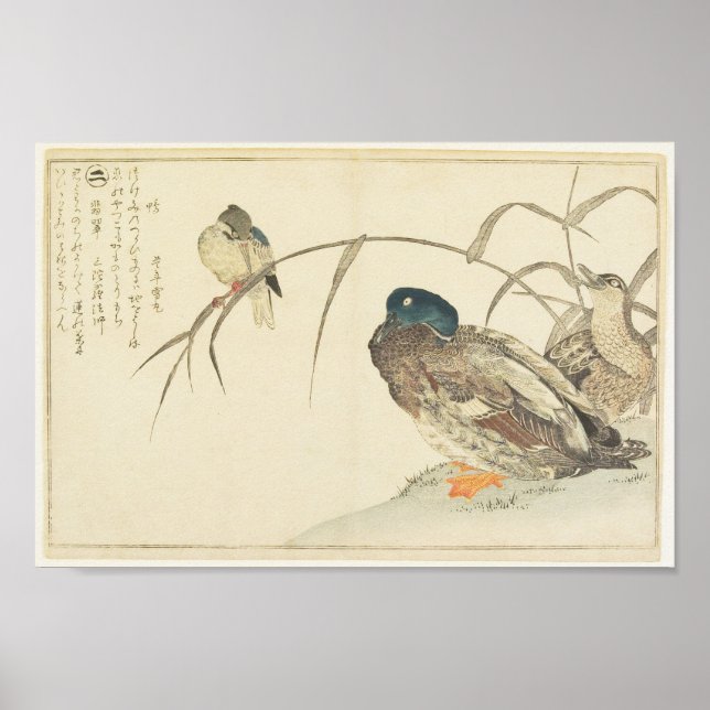 Póster Mallards y un Kingfisher (Utamaro) (Frente)