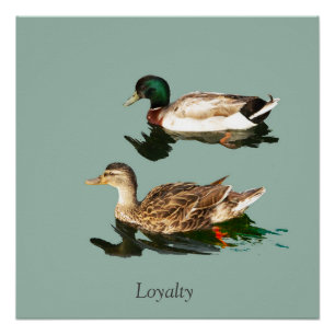Póster Mallas de los Ducks