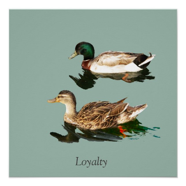 Póster Mallas de los Ducks (Anverso)