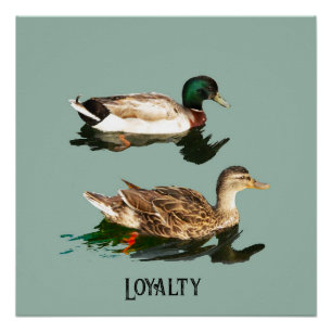 Póster Mallas de los Ducks