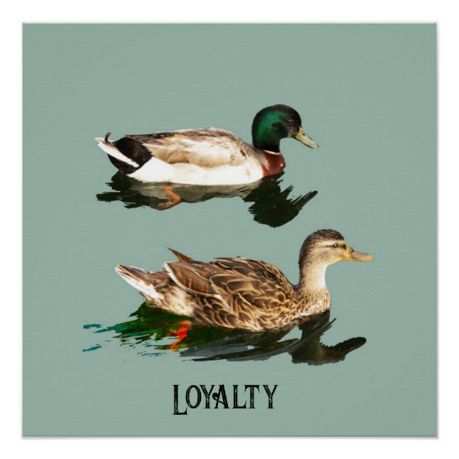 Póster Mallas de los Ducks (Anverso)