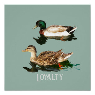 Póster Mallas de los Ducks