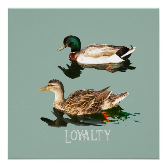 Póster Mallas de los Ducks (Anverso)