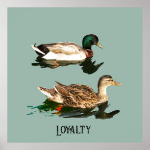 Póster Mallas de los Ducks