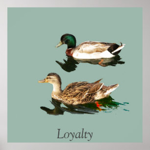Póster Mallas de los Ducks