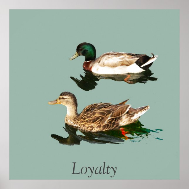 Póster Mallas de los Ducks (Frente)