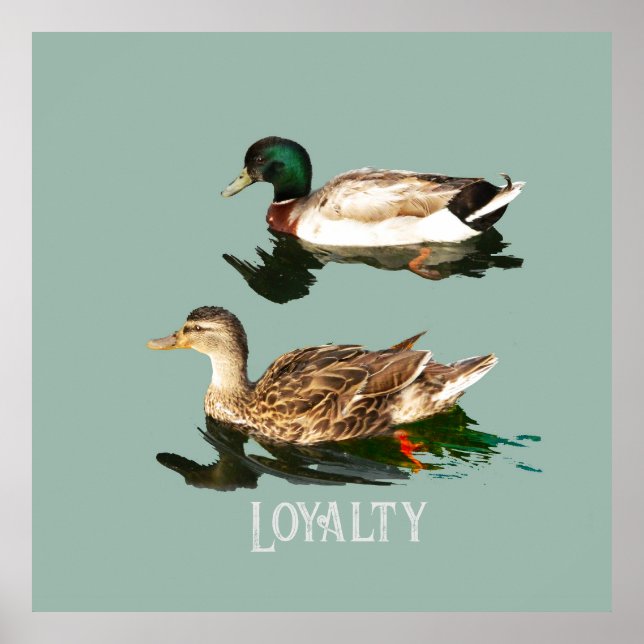 Póster Mallas de los Ducks (Frente)